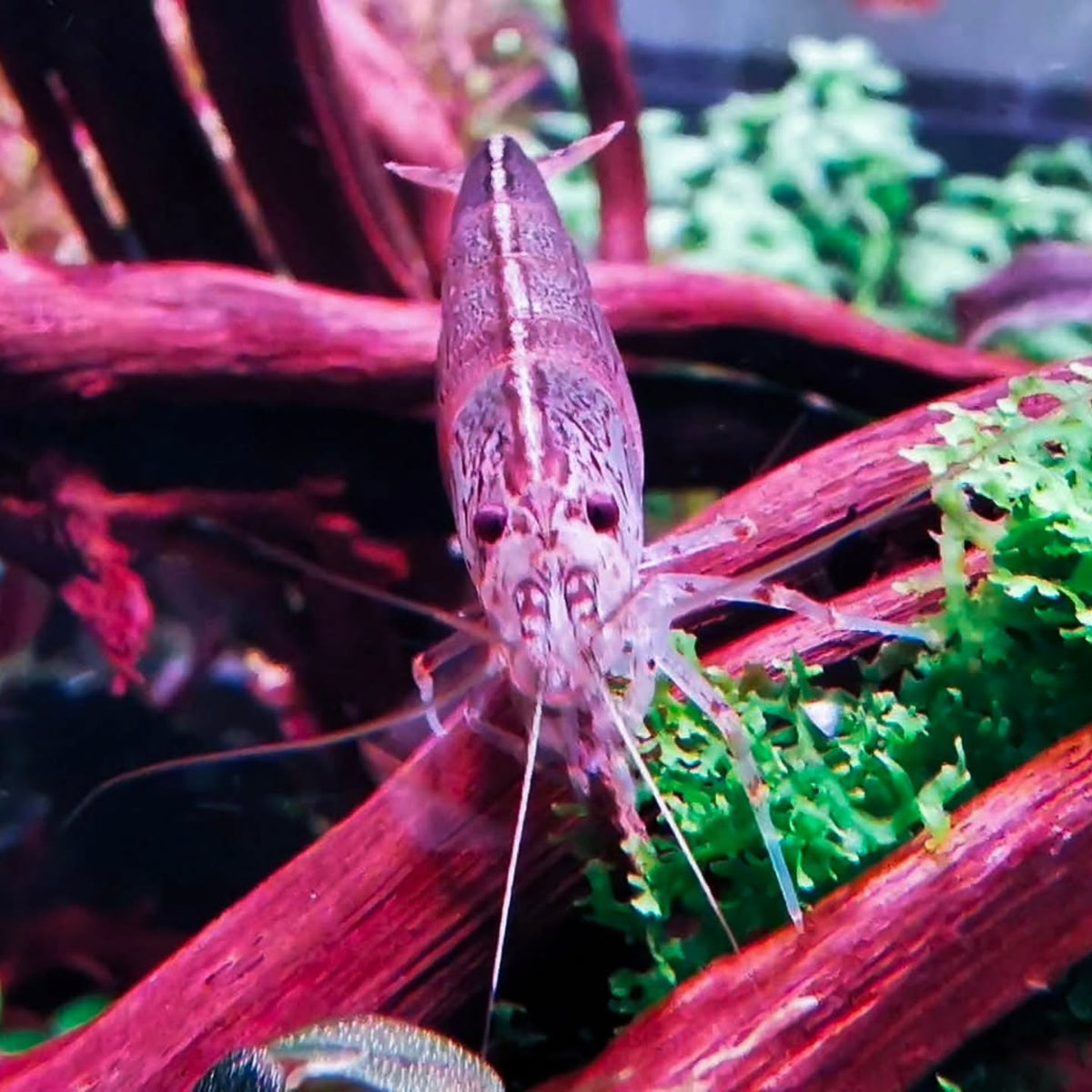 Publicação no Instagram por @aquascapebarendrecht