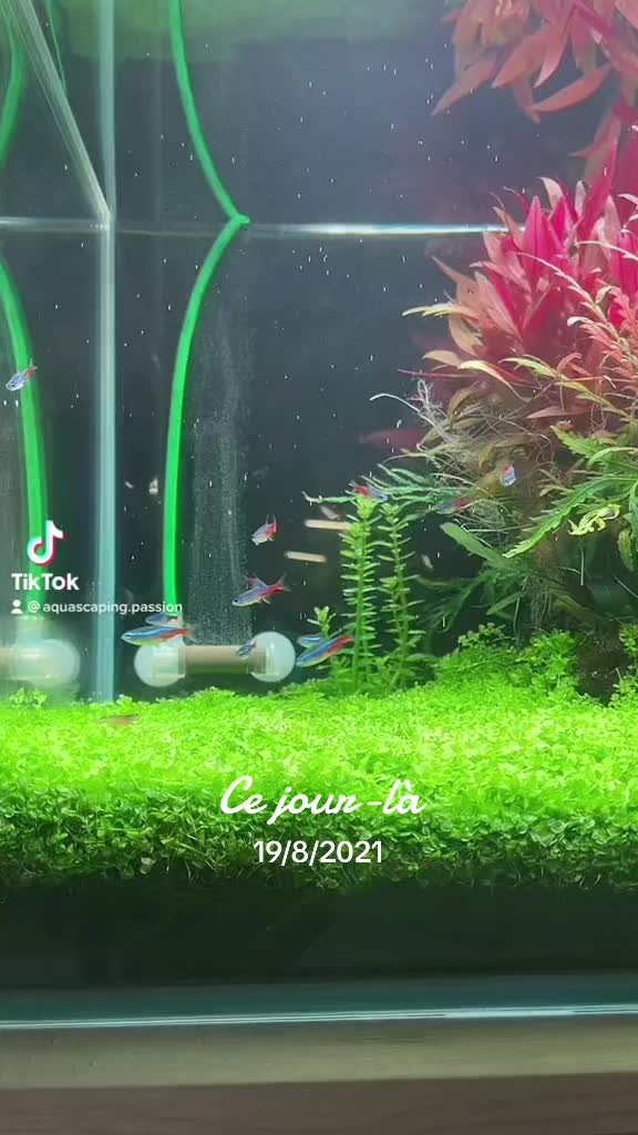 Vídeo no TikTok por @aquascaping.passion