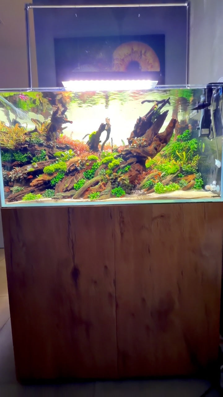 Publicação no Instagram por @aquascaping.passion